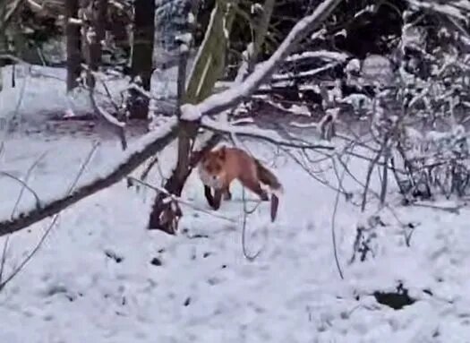 Фото: скриншот из telegram-канала "Ботанический сад Петра Великого. Санкт-Петербург".