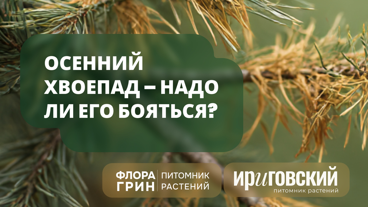 Хвоепад это страшно или нормально