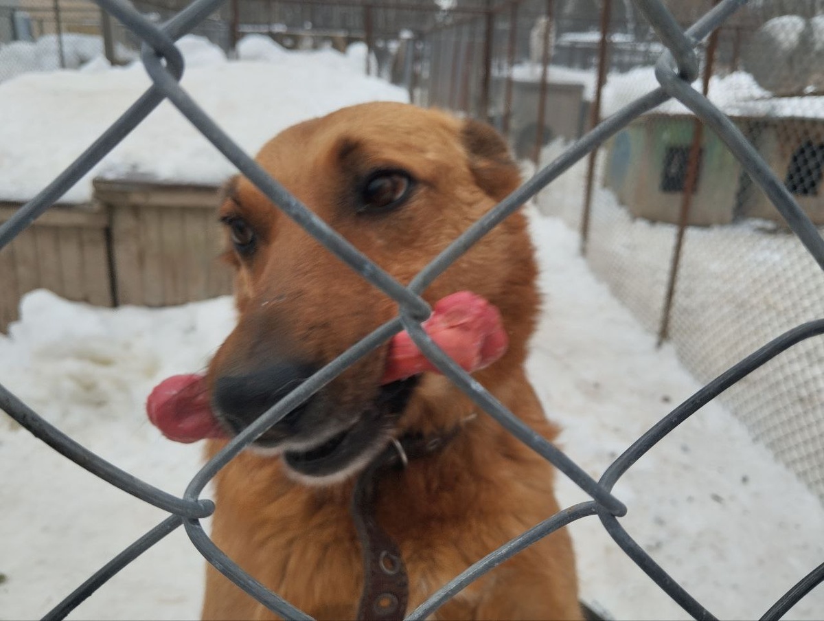 Собакам в приют привозят игрушки. Фото: Екатерина ЛОМАКИНА