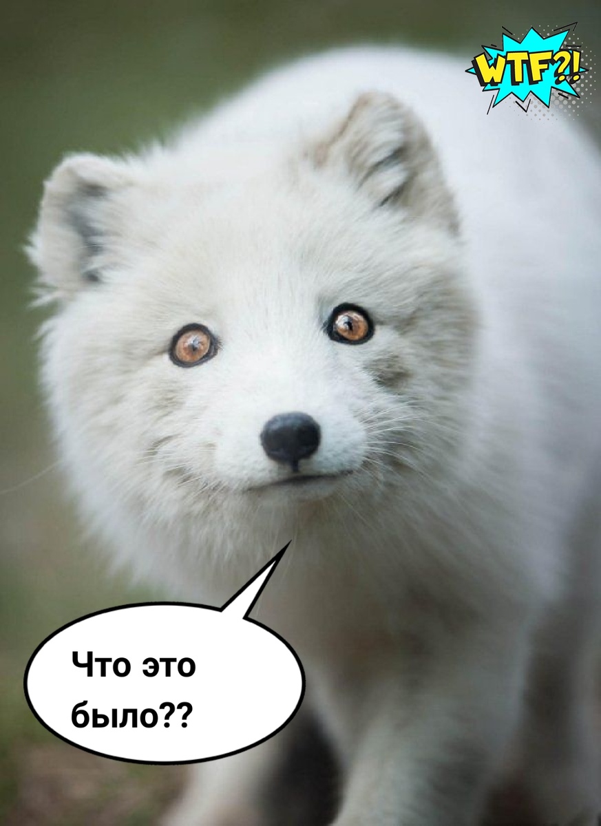 Песец удивлен, как из разговора о нем можно было сделать проблему