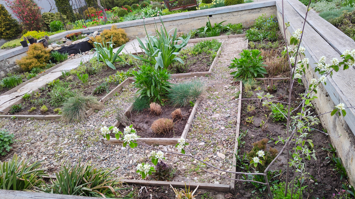 21.04.2025 г. Только весна, а уже по дорожкам растет сорняк.