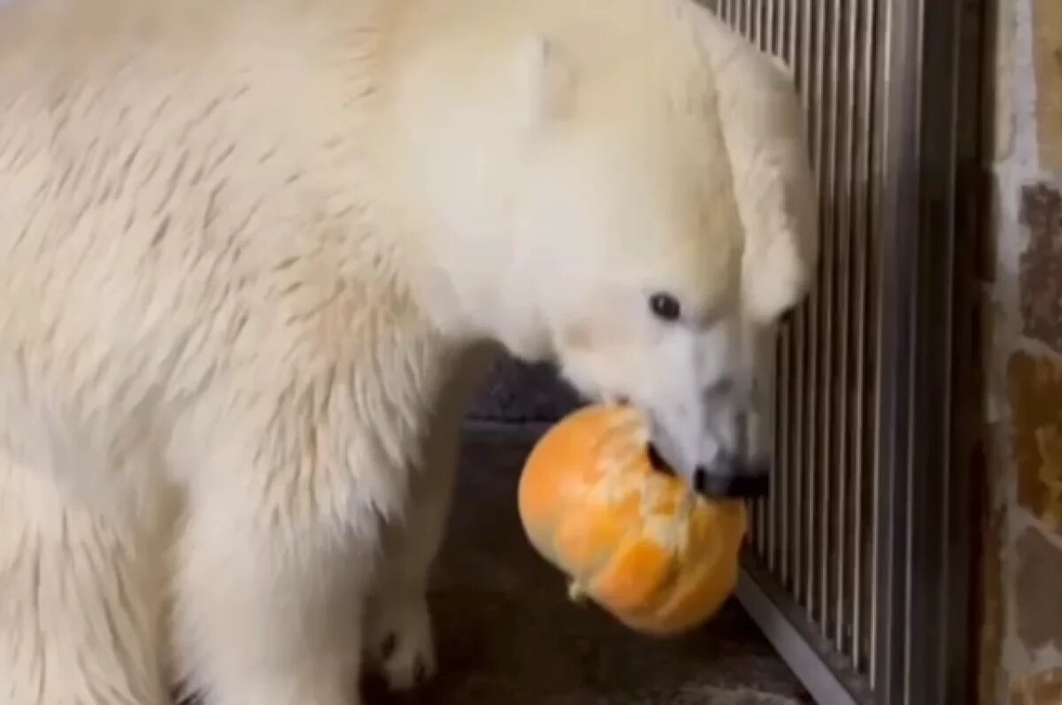    В Петербурге медведица Хаарчаана с удовольствием почавкала тыквой и клюквой