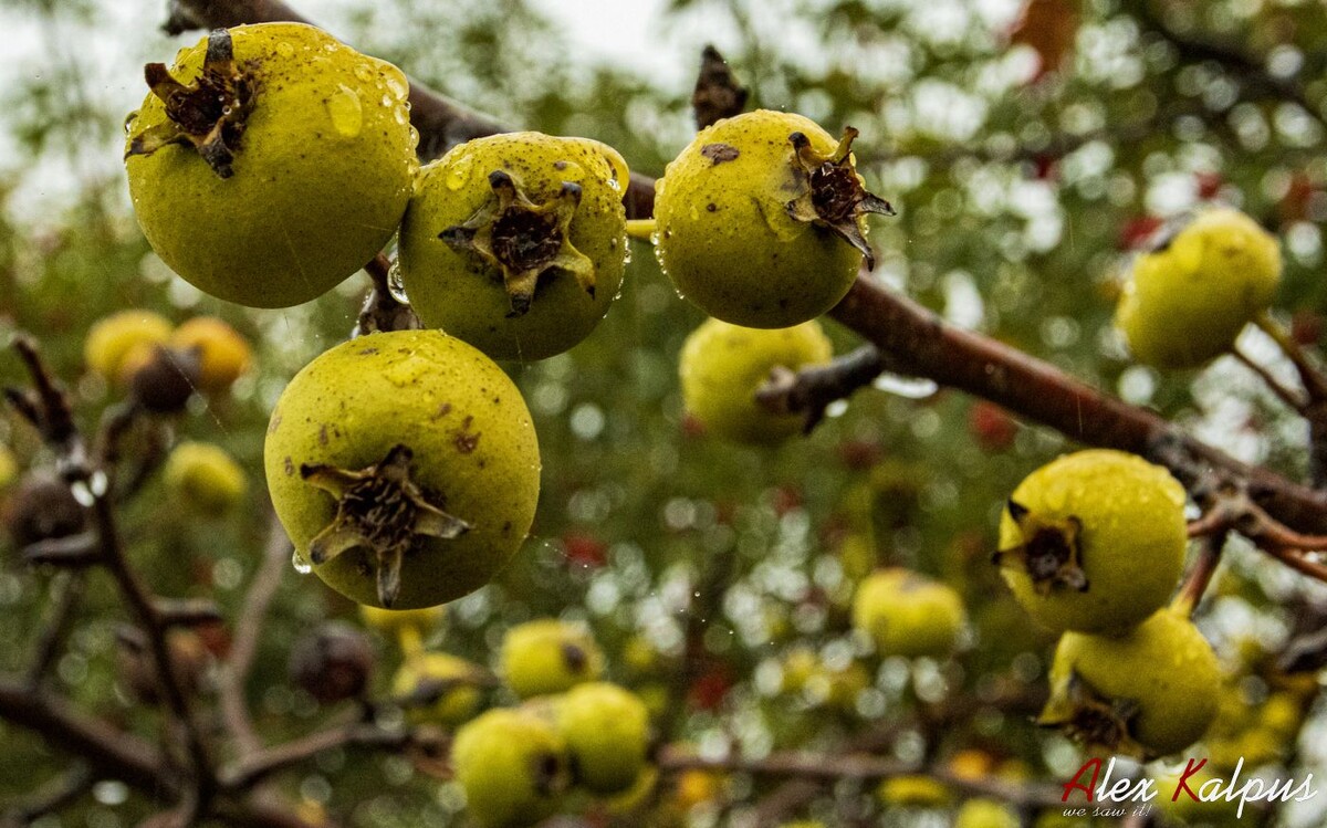 Дикая груша панта. Еще не спелая.. Лес в гораз у Тбилиси.
