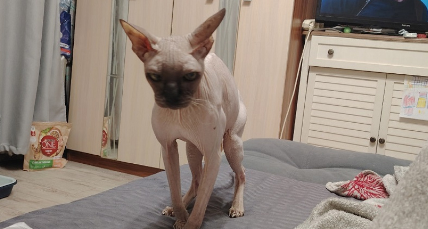    Кошка лижет вас не потому, что любит — этологи объяснили настоящий смысл этого действия