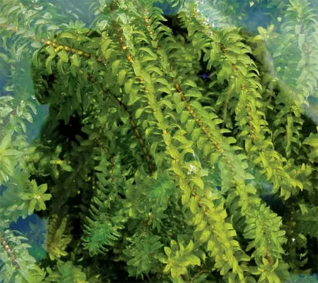 Элодея канадская