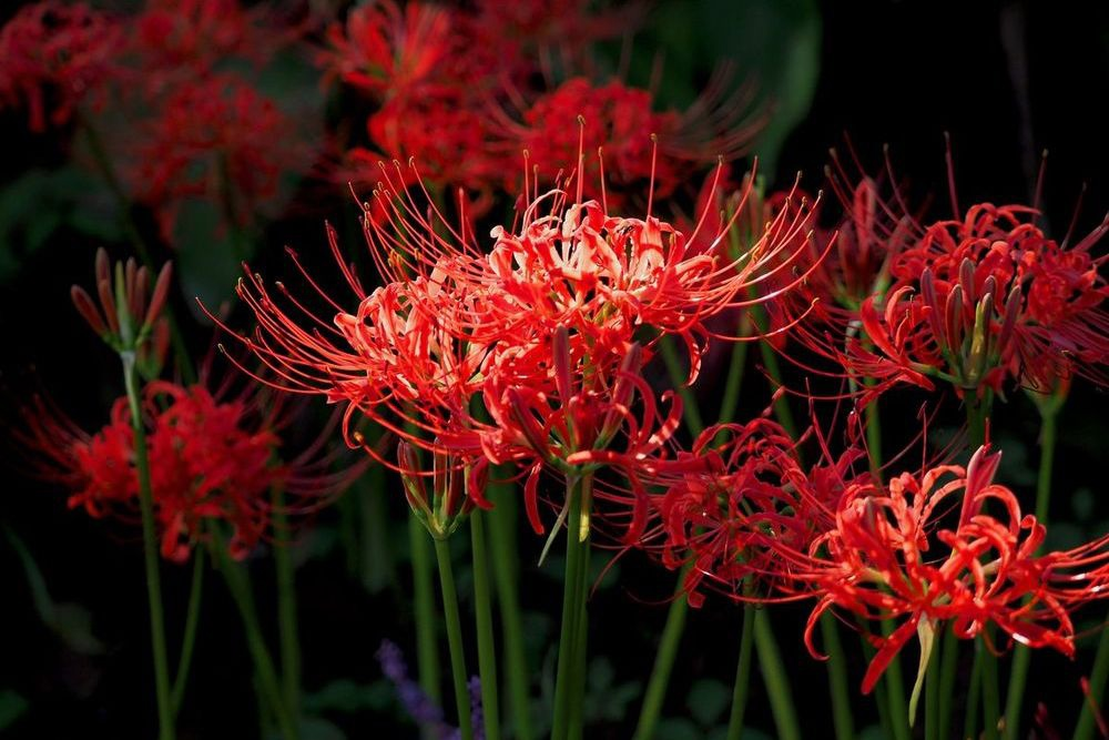 Самый известный представитель рода — Ликорис лучистый (лат. Lycoris radiata)