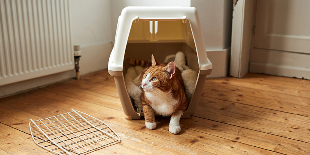 MX: Присутствие кошки в доме грозит владельцу развитием шизофрении