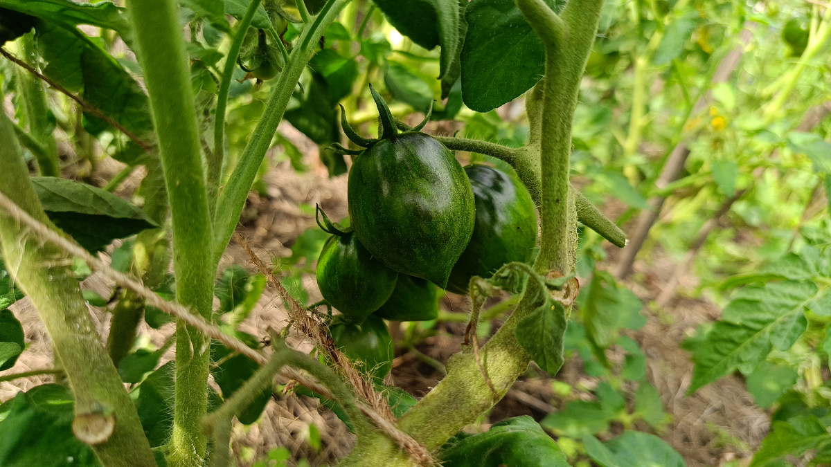 Томаты на кусте