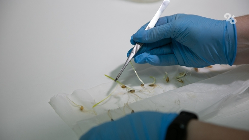      Фото: Валерия Алтухова / / ИА «Победа26»