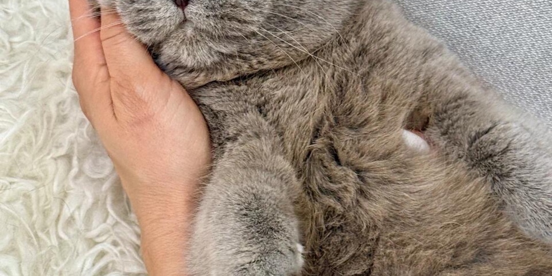 Кошечка Мята в добрые ручки!