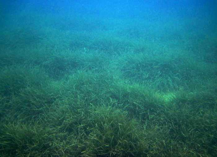 Подводные луга посидонии океанической
