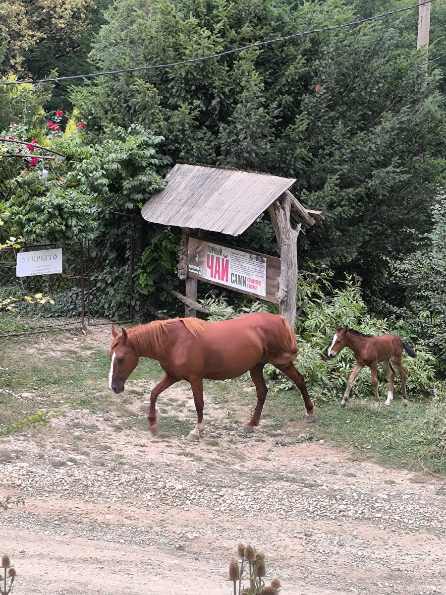 в статье все фото автора