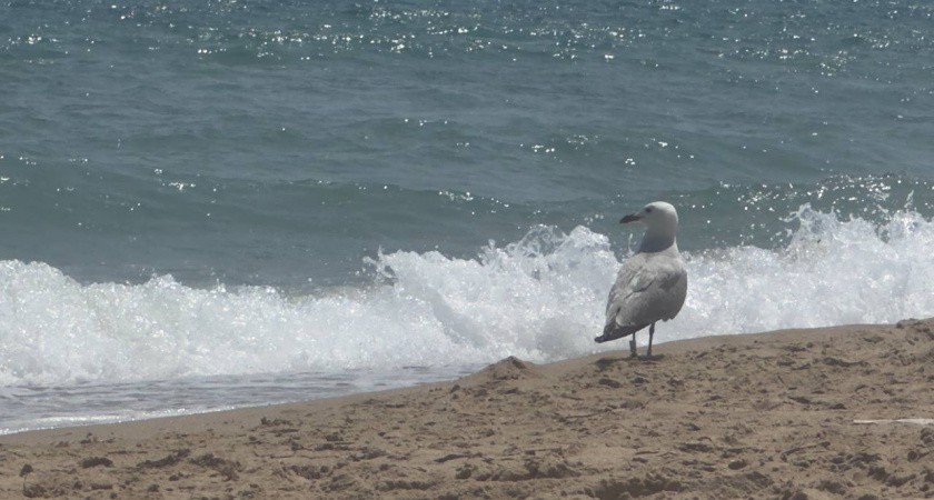    Калининград на пороге зимы: что обещают синоптики на грядущие выходные