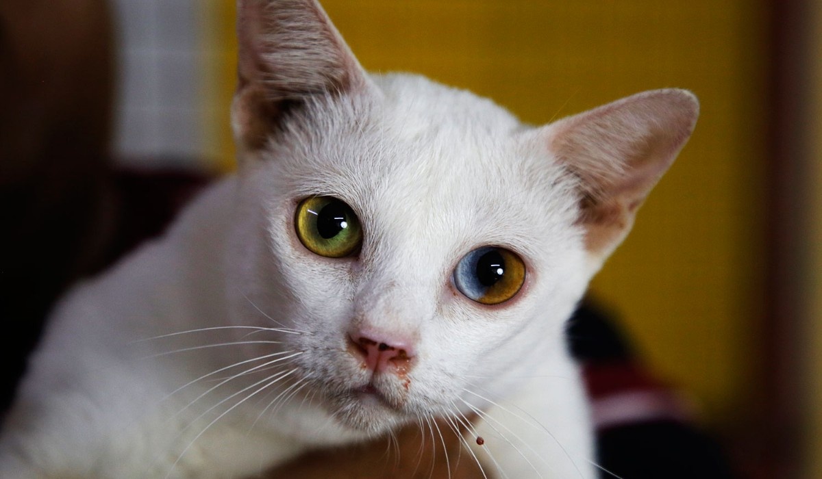 Фото: ежедневная газета Bangkok Post