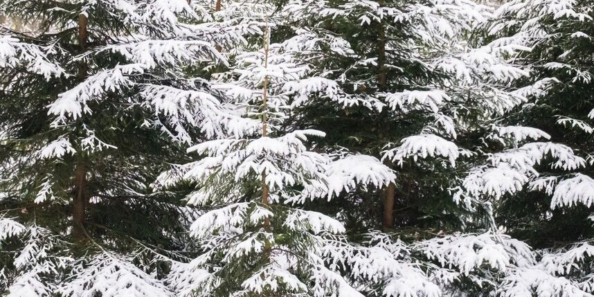    Алена Бобрович