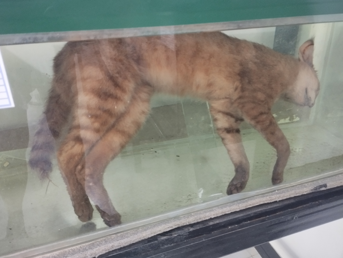 Кот в аквариуме - произведение искусства?