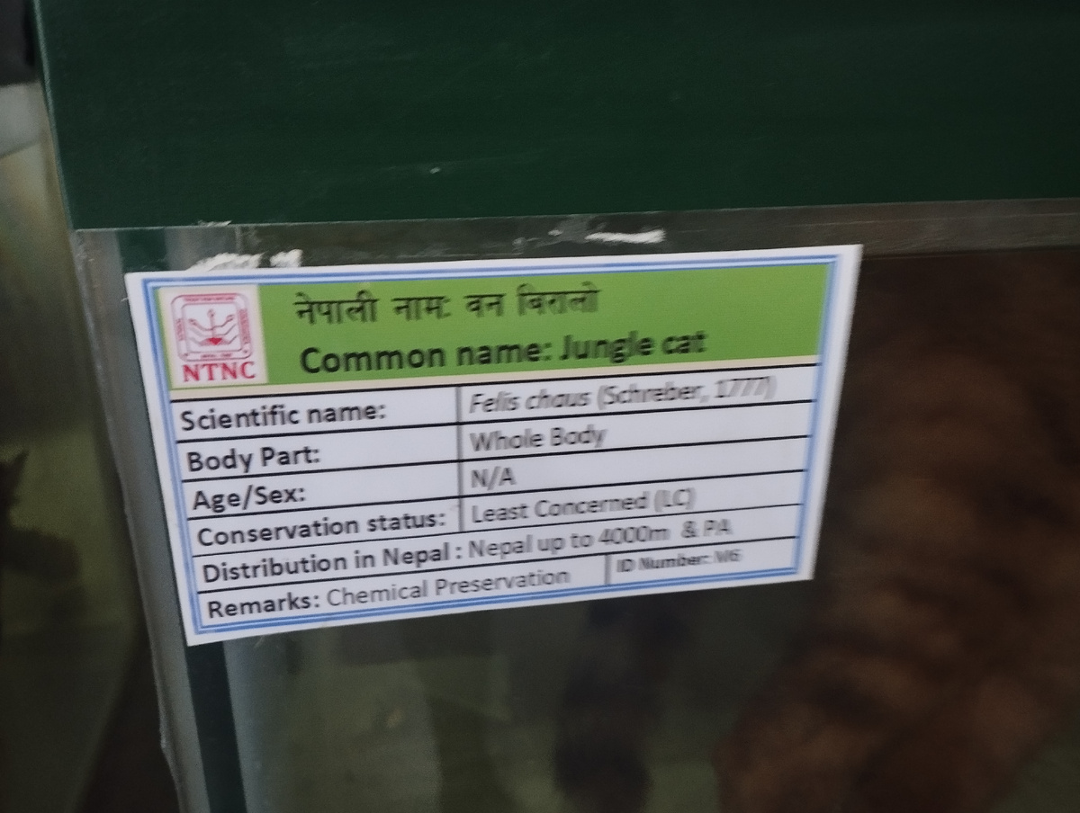 Джангл-кет, джангл-кет...