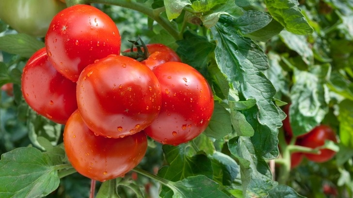 Четкий расчет сроков исключает риск недозрелого урожая