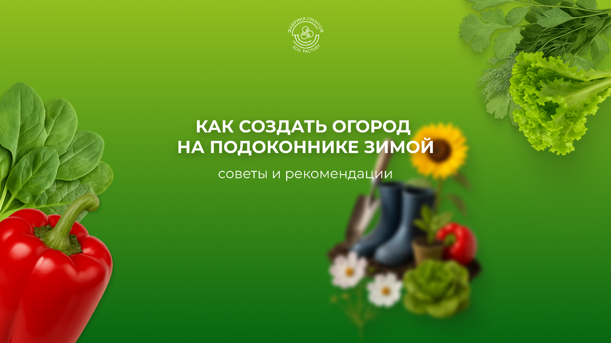 как создать минисад на подоконнике зимой