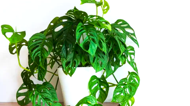 Monstera Adansonii