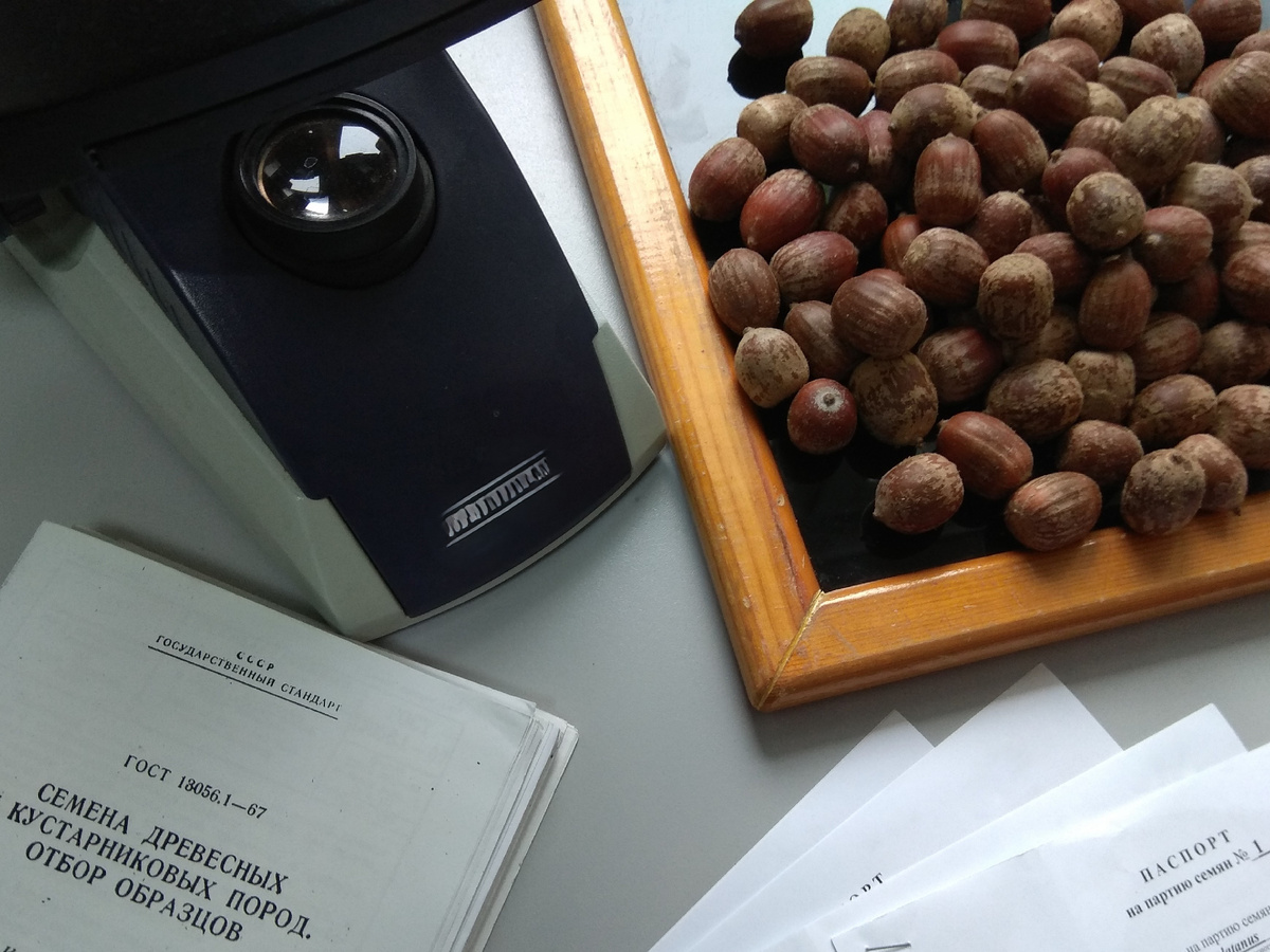 Желуди дуба красного