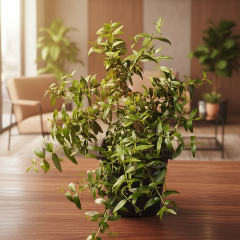 Мирт мелколистный гармонично впишется в атмосферу дома и офиса
