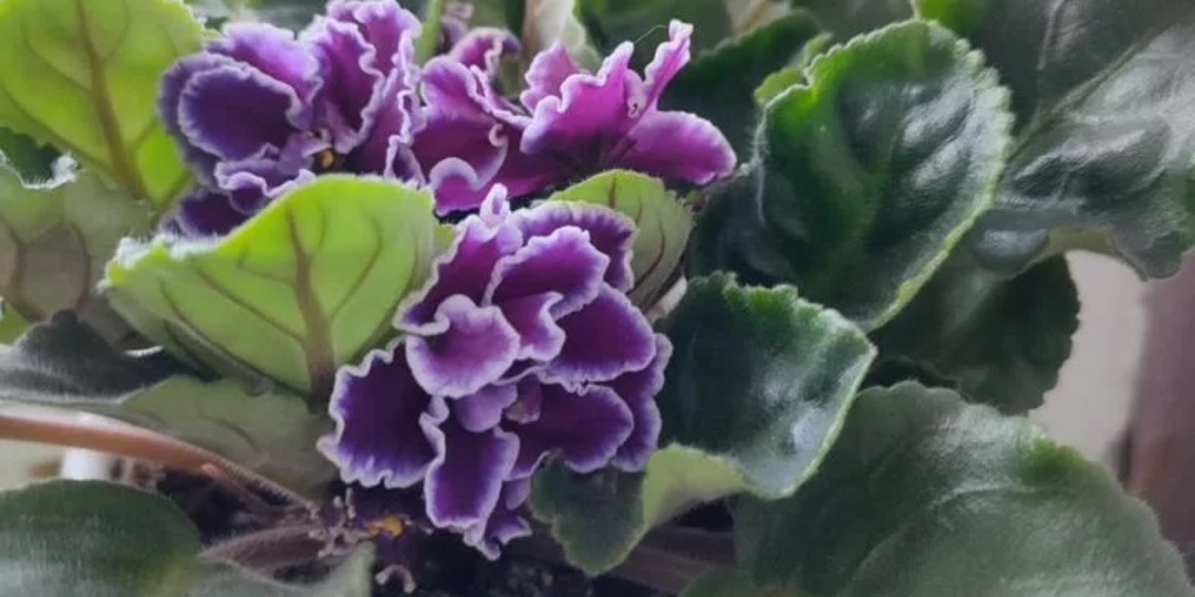 Вторая молодость: специалист рассказала, как оживить фиалку