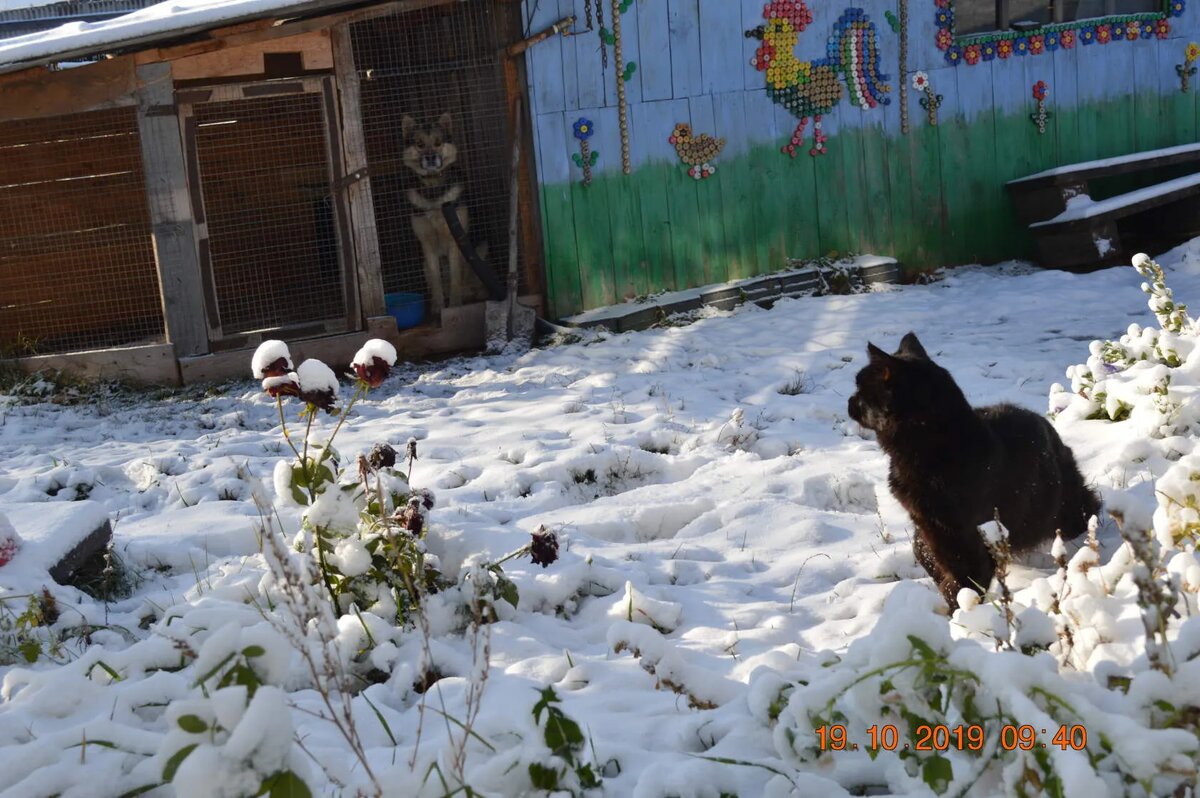 Первый снег