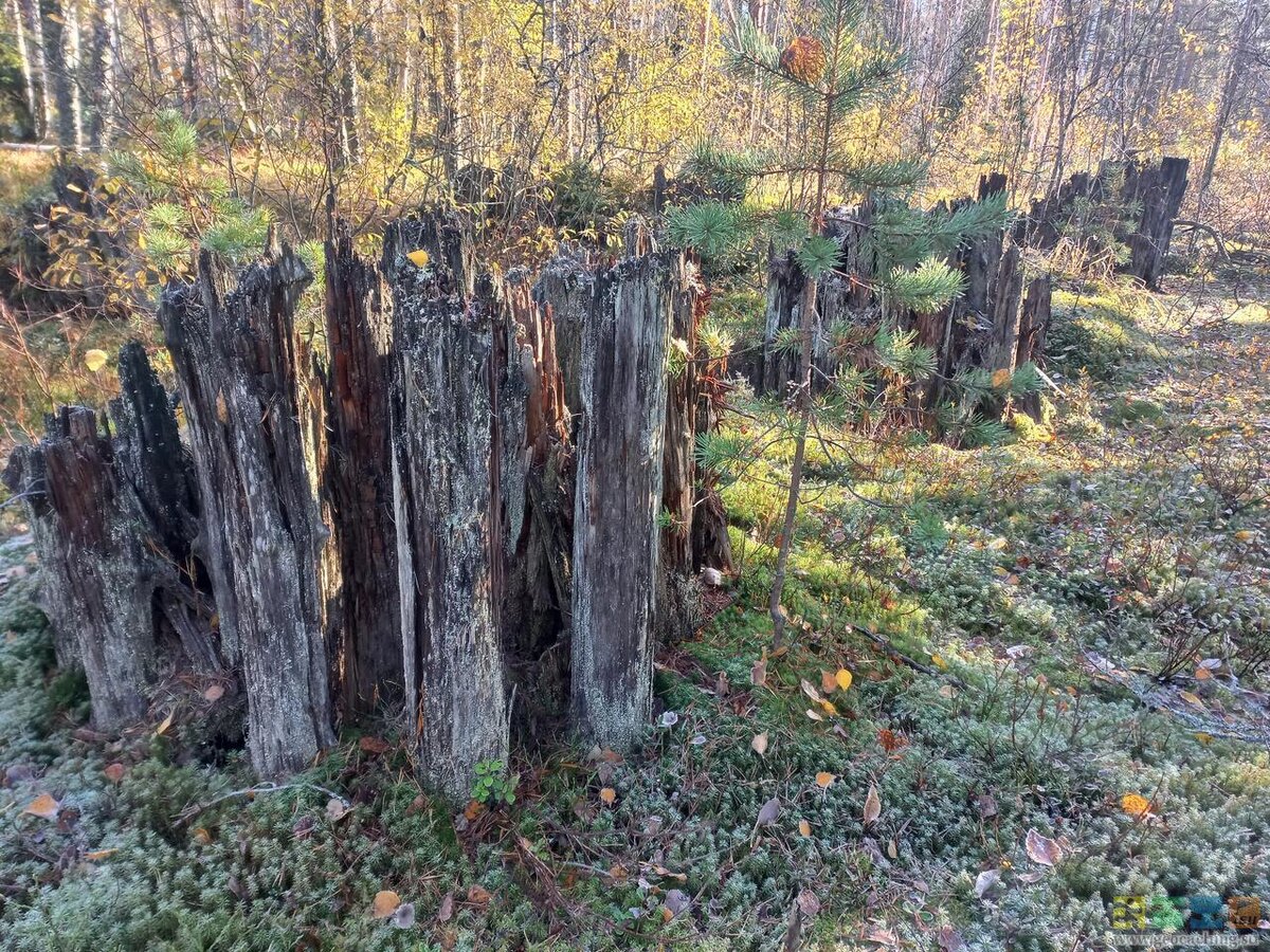 Деревянные финские противотанковые рубежи