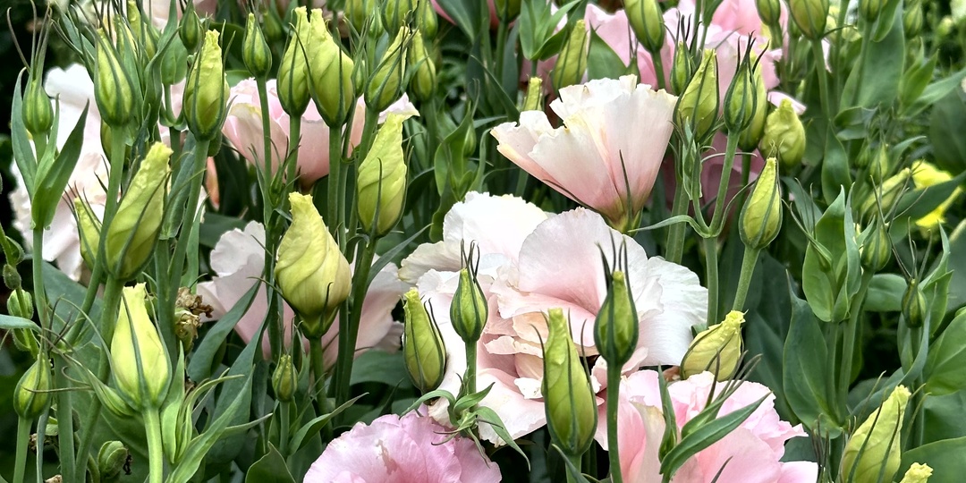 Как прорастить эустому за 7 дней? Пошаговый план для успешного результата