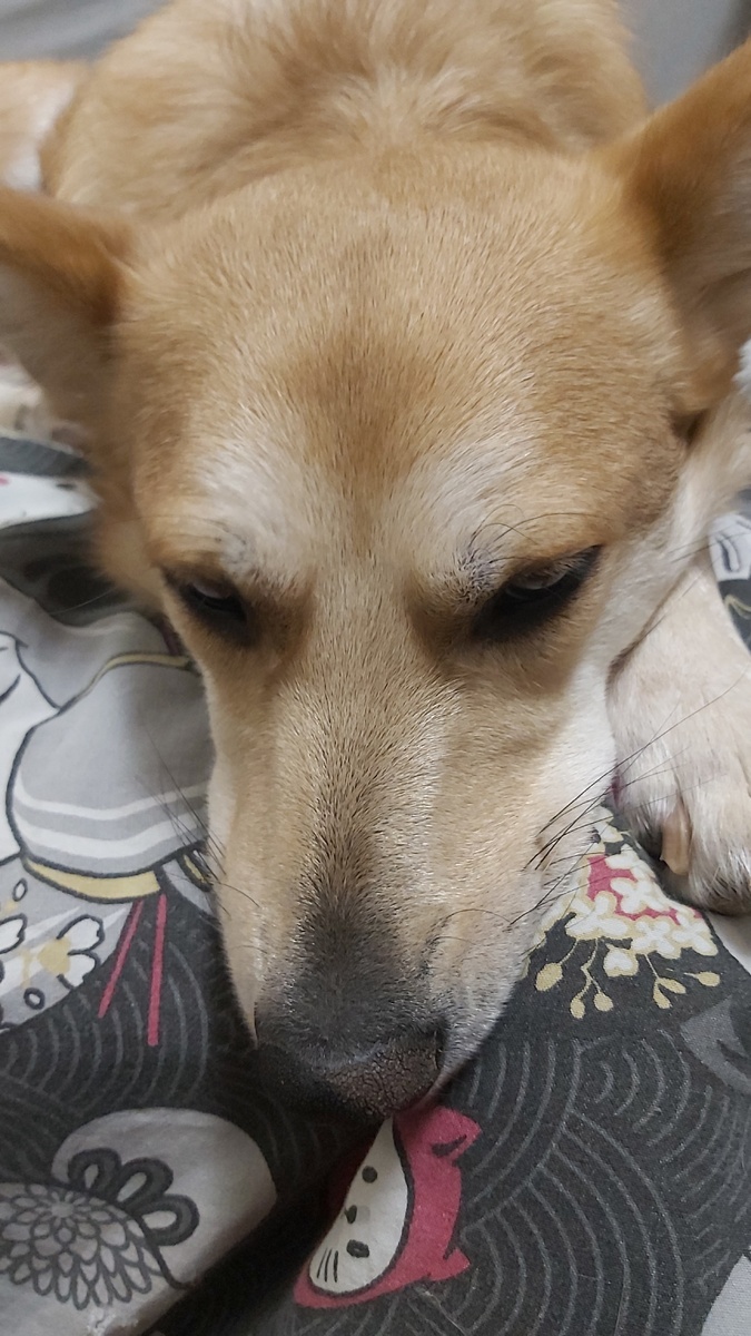 Симба умеет быть несчастной)))