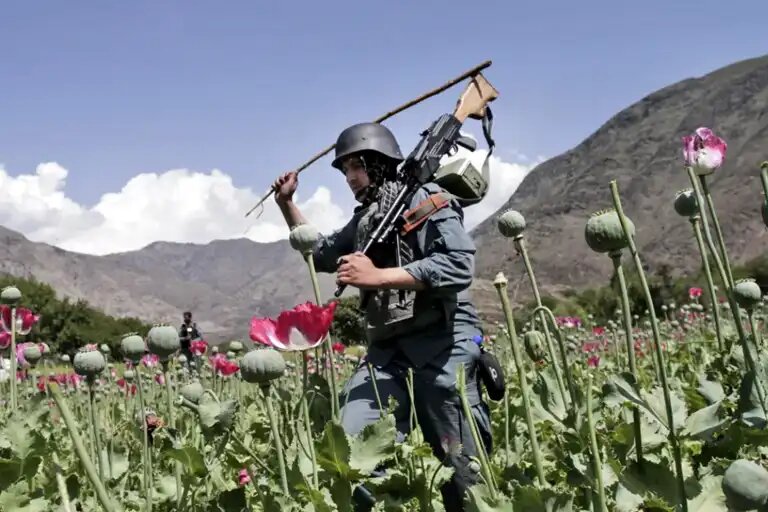    Архивное фото: вооруженная афганская полиция уничтожает плантацию опиумного мака в Нургале, провинция Кунар, Афганистан. AP/Lapresse