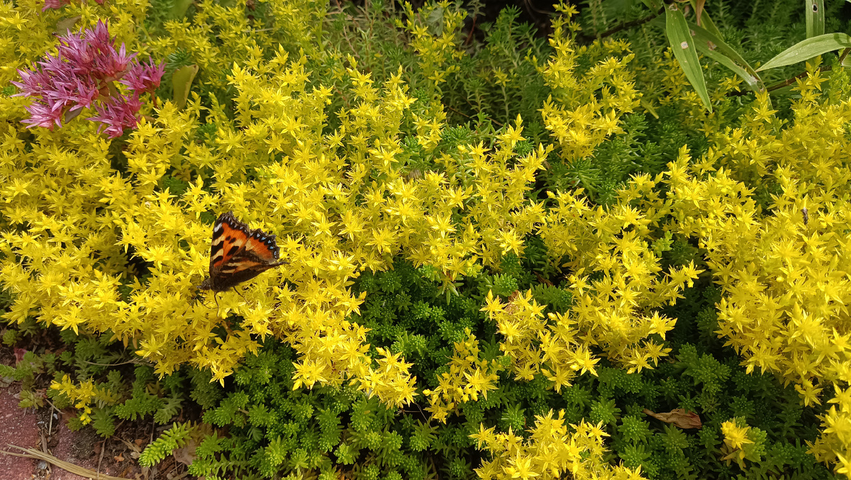 ОЧИТОК ЕДКИЙ В ЦВЕТУ, Фото автора.