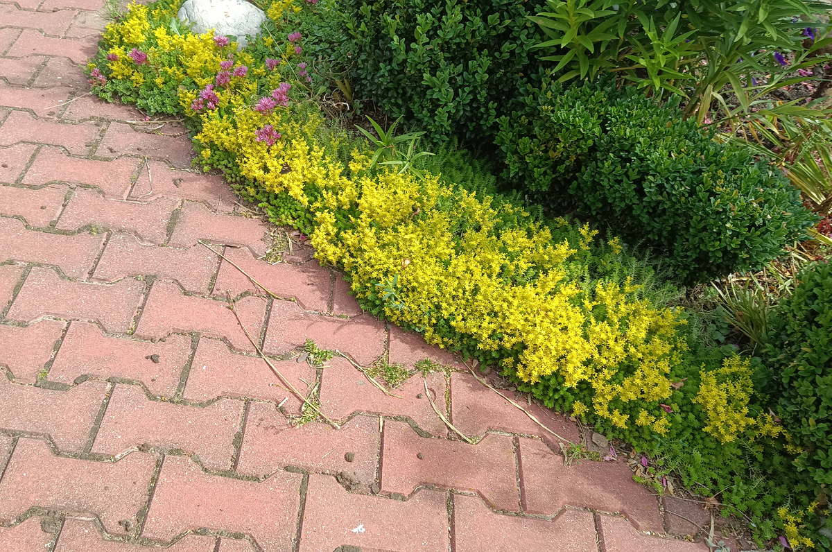 ОЧИТОК ЕДКИЙ защищает от сорняков.