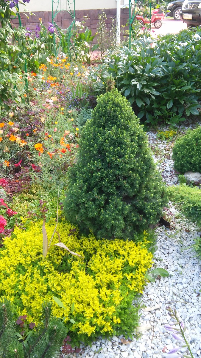 ОЧИТОК ЕДКИЙ  среди хвойных растений