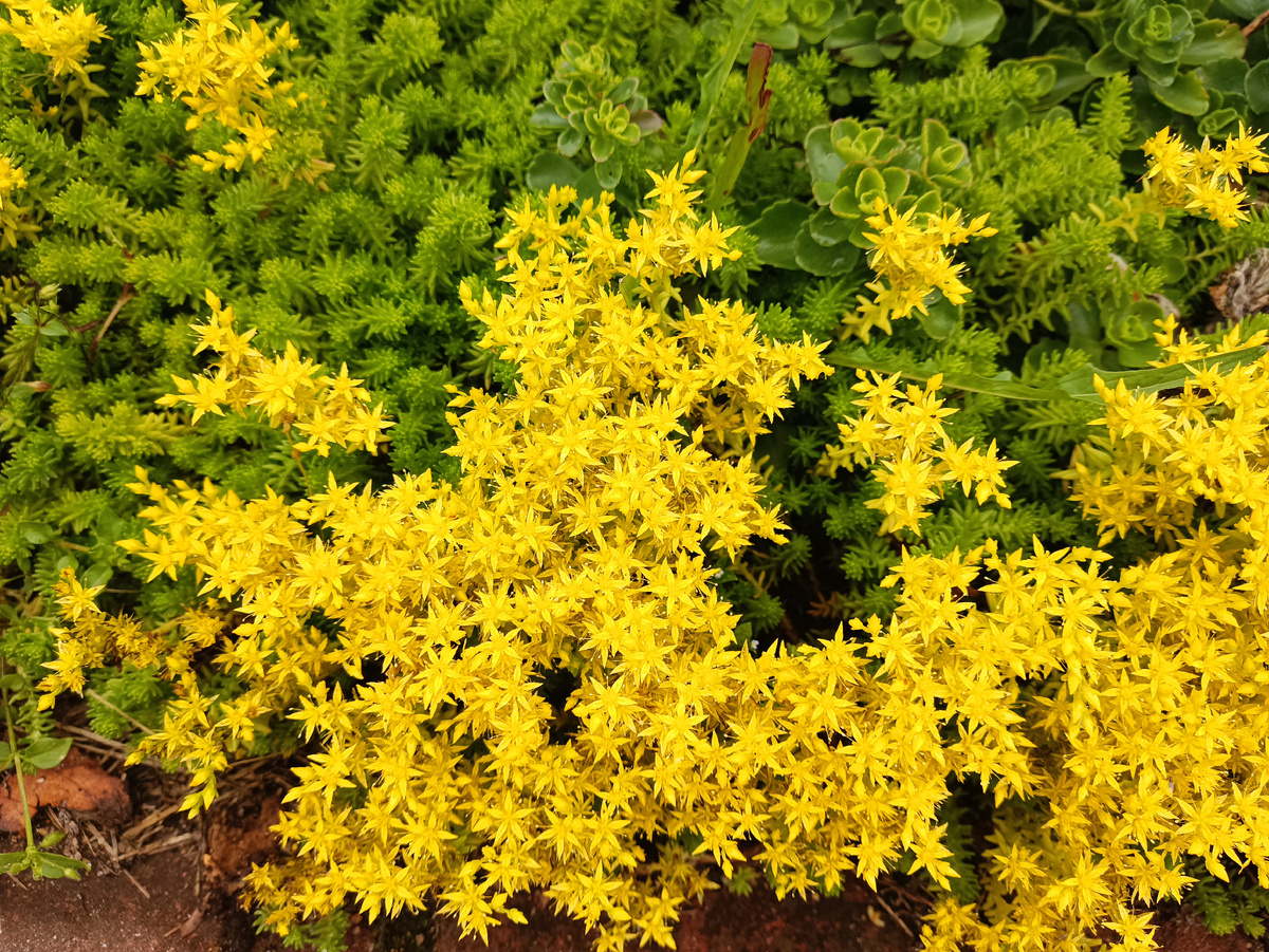 Цветы ОЧИТКА ЕДКОГО словно яркие звездочки