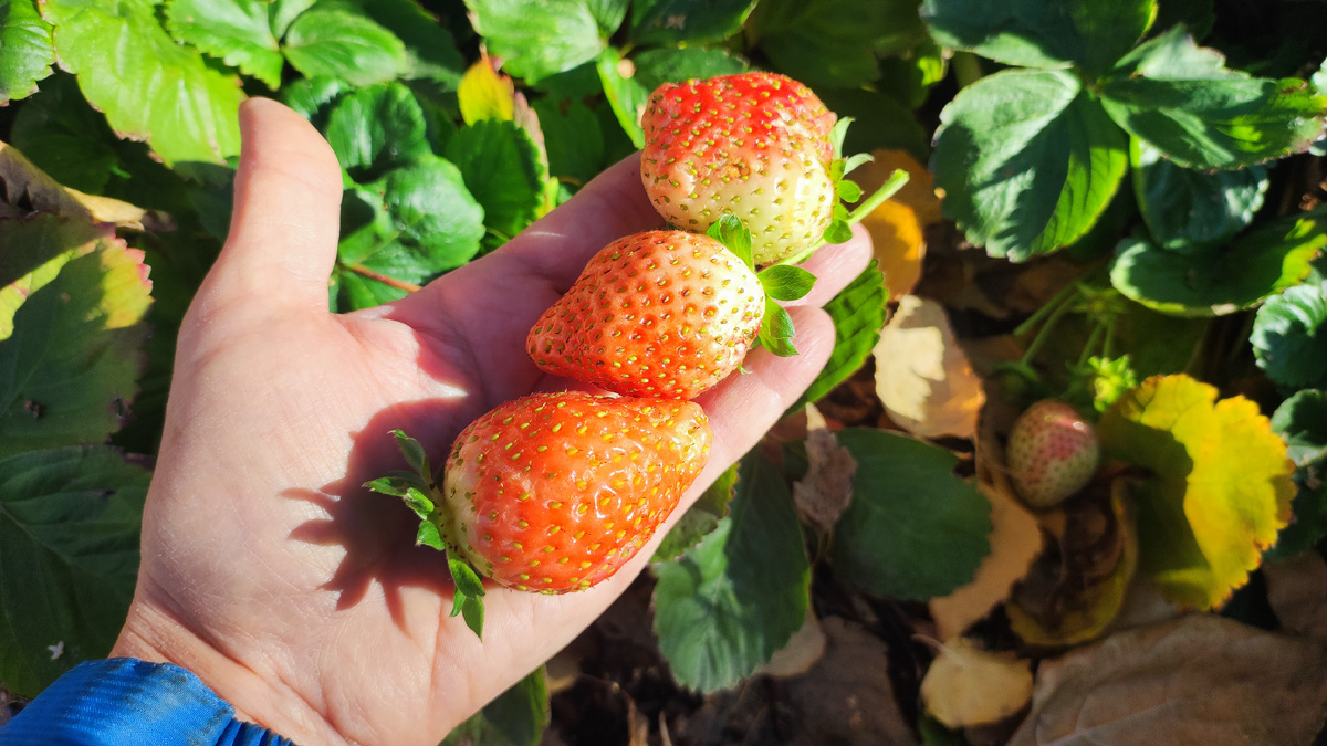 Клубника Ania в середине ноября 2025 года