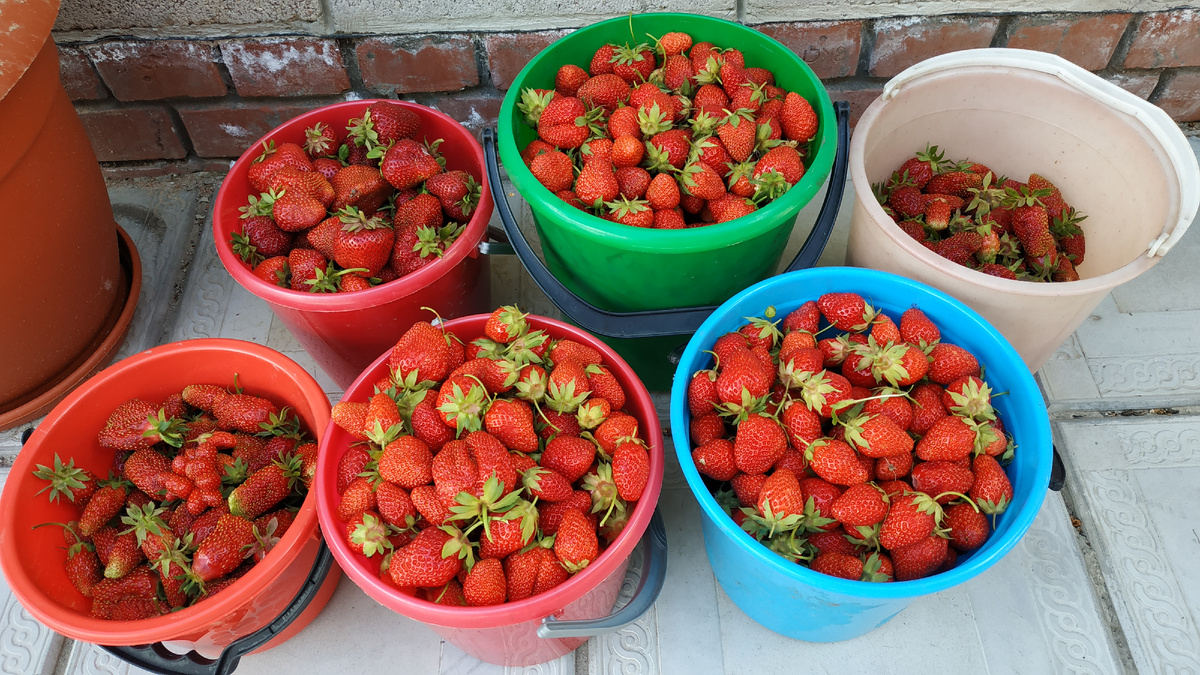 Разные сорта клубники нашего сада