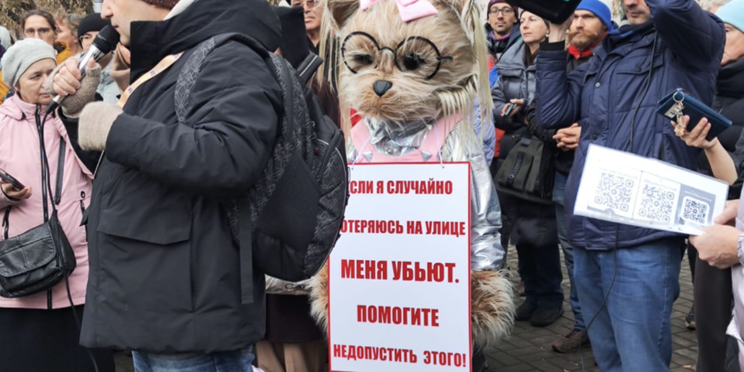 Митинг против эвтаназии бездомных собак состоится в Новосибирске