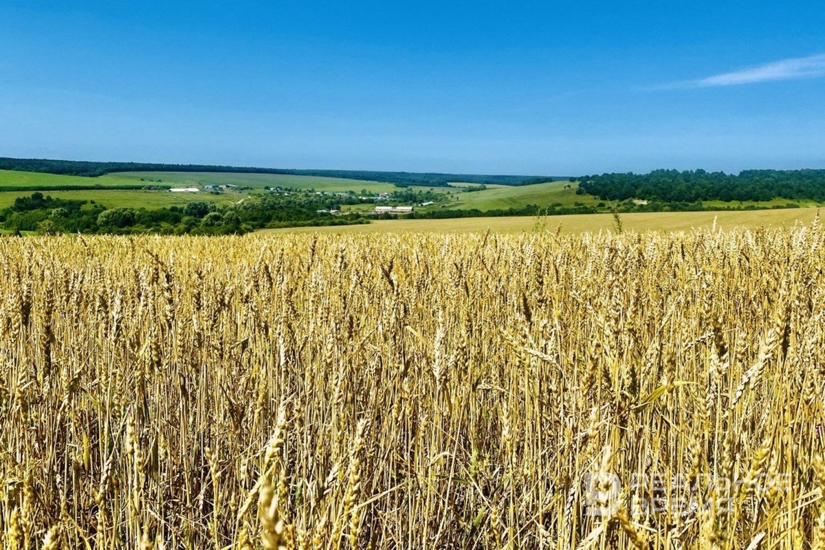   Реальное время / realnoevremya.ru