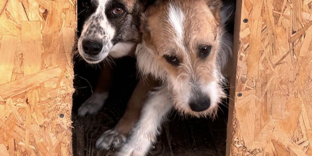 Подарите новогоднее чудо