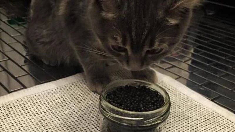     Кот и черная икра. Twitter