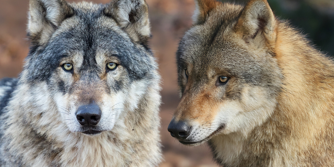 Сибиряк против американца: как зима воспитывает сильнейших волков