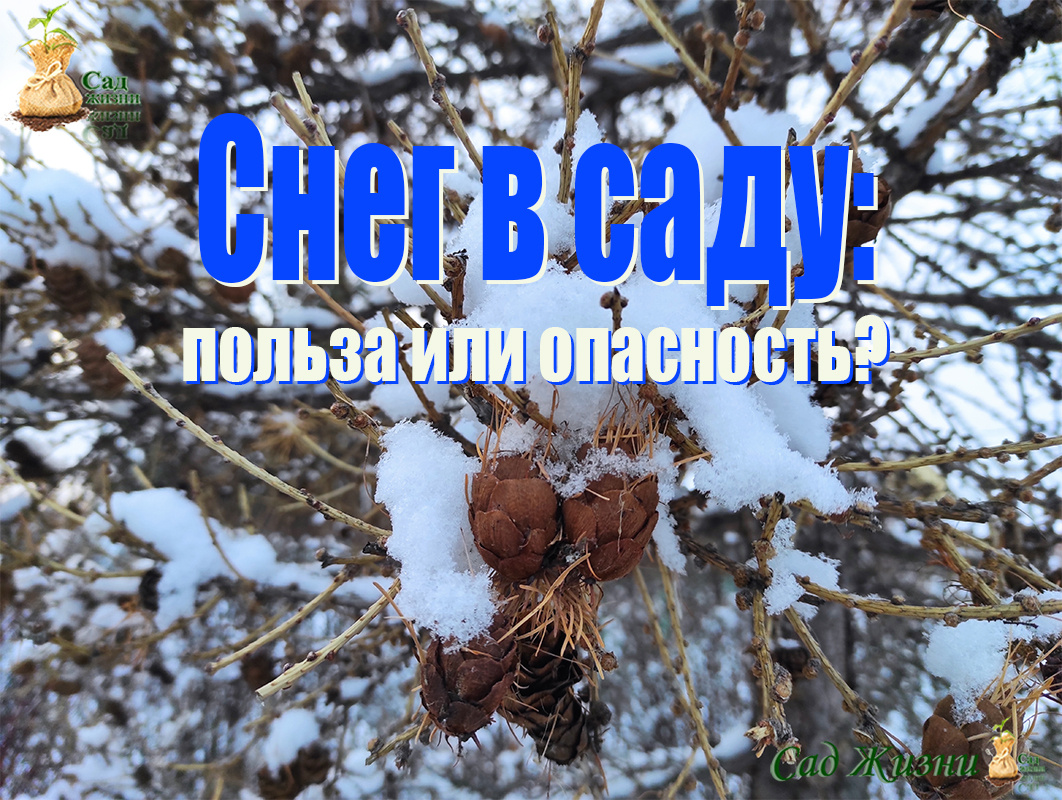 что нужно делать зимой в саду