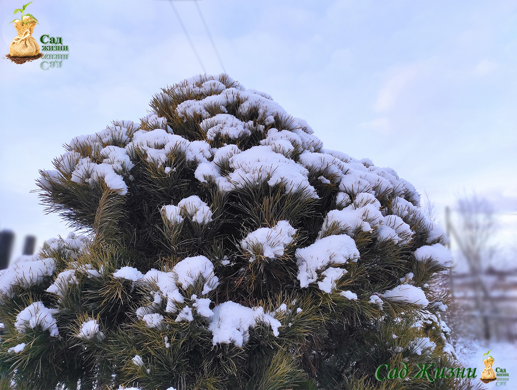 что нужно делать зимой в саду