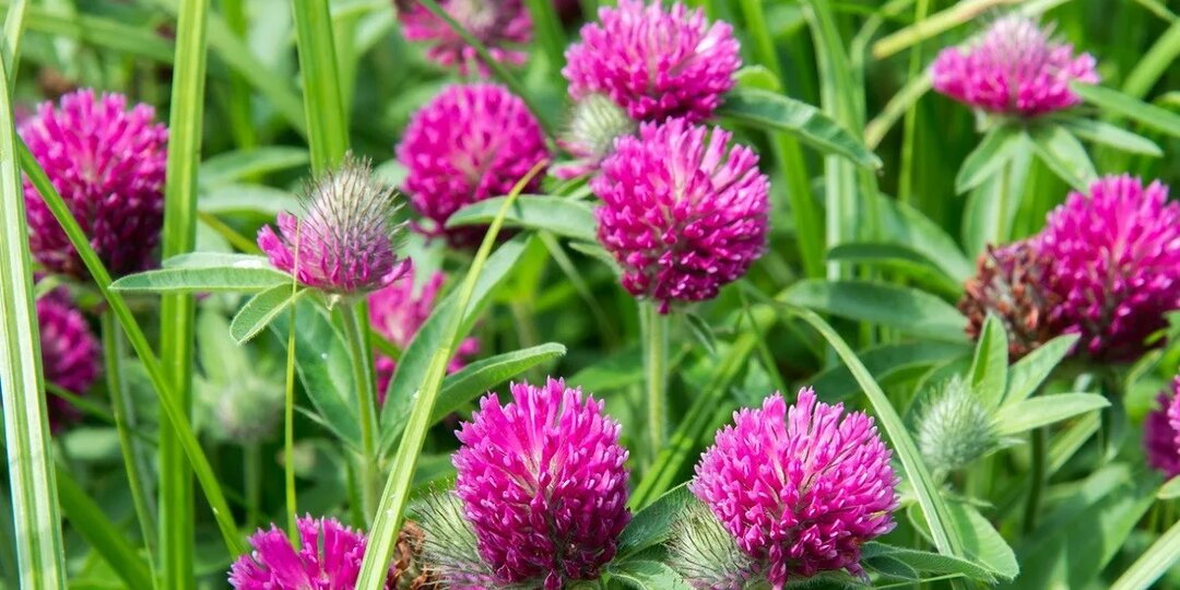 Красный клевер: сила полевого цветка для вашего здоровья