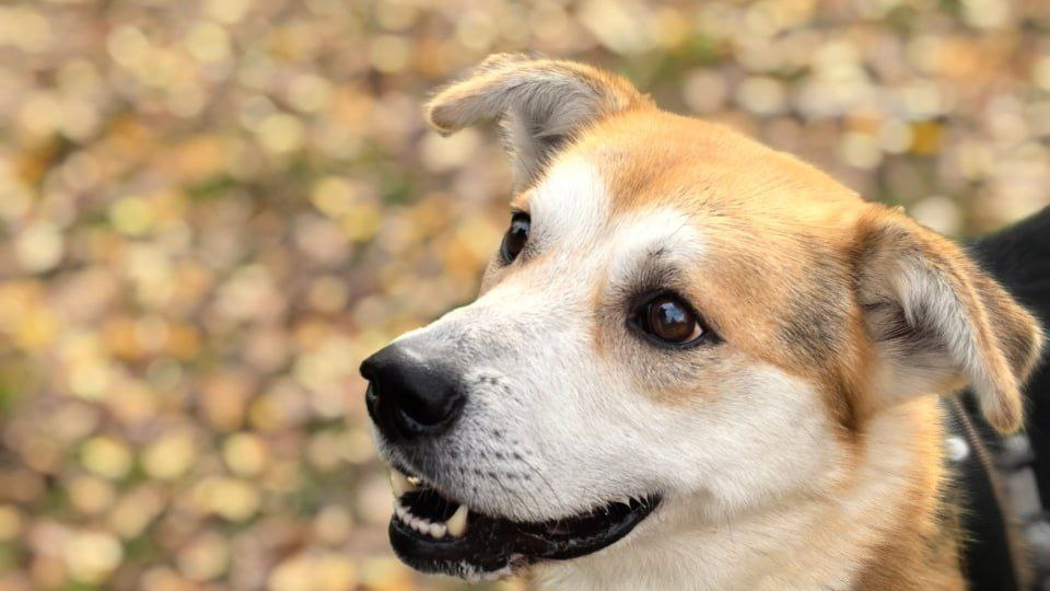 Он скитался около станции умирая от голода