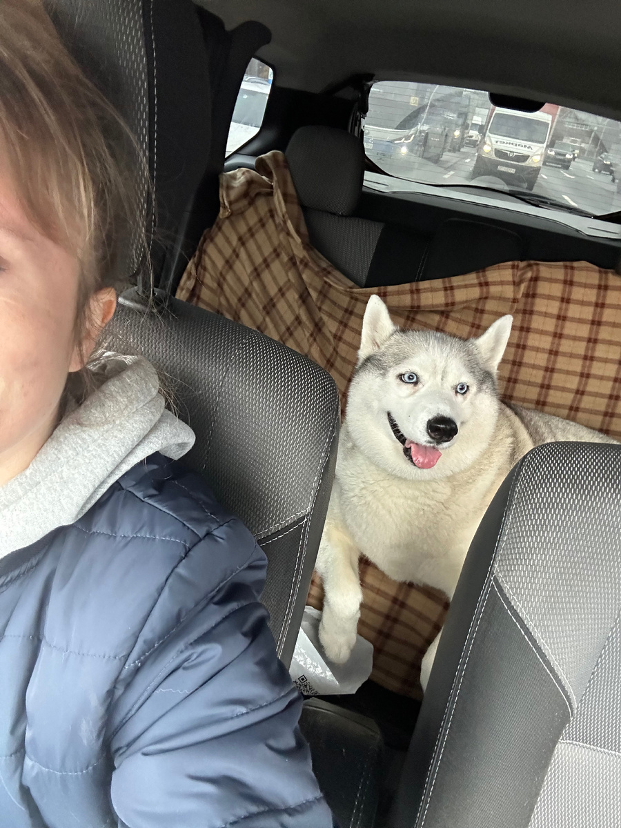 Собака, которая кайфует от поездок в машине