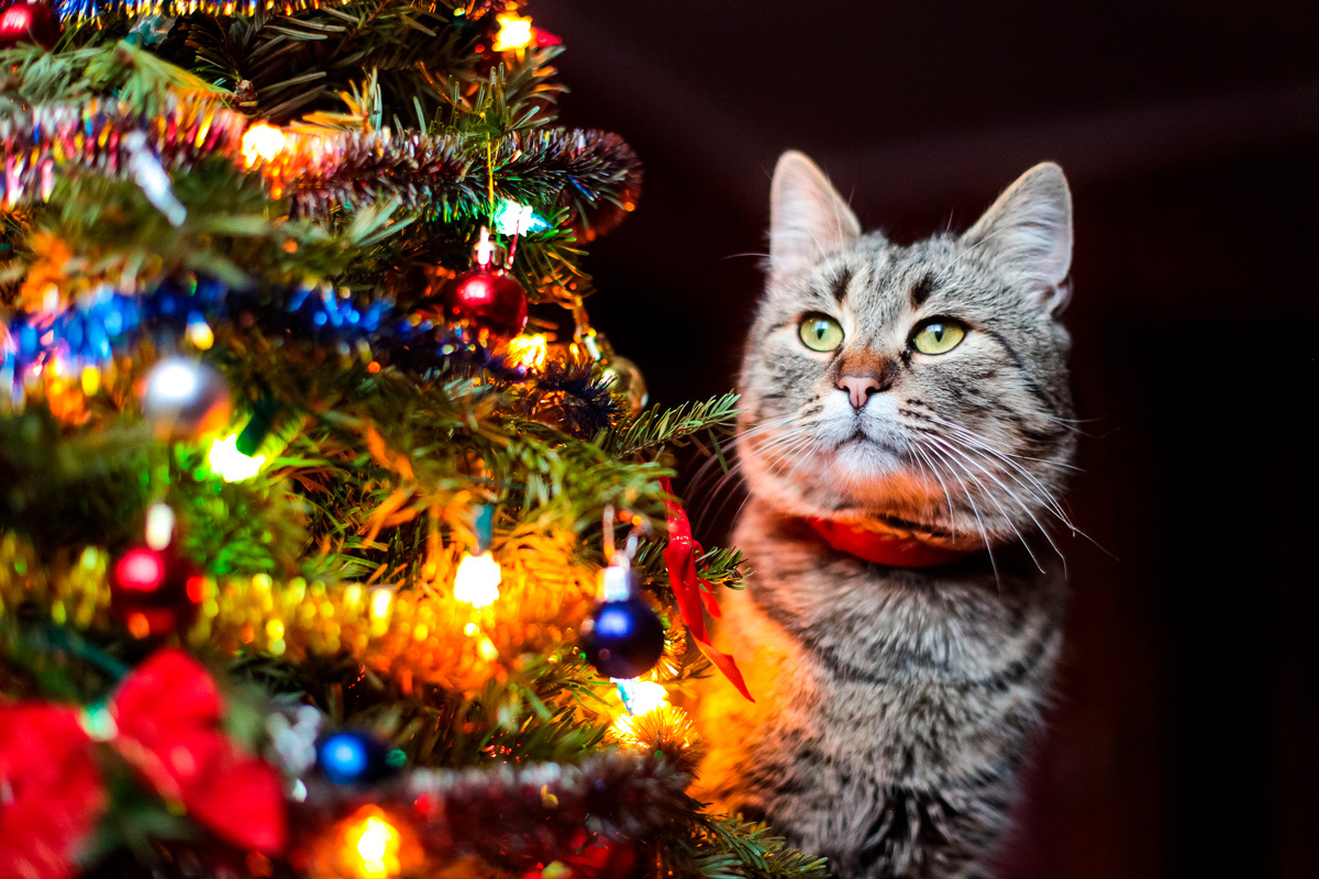    Фото: Deep_Mind / Shutterstock.com