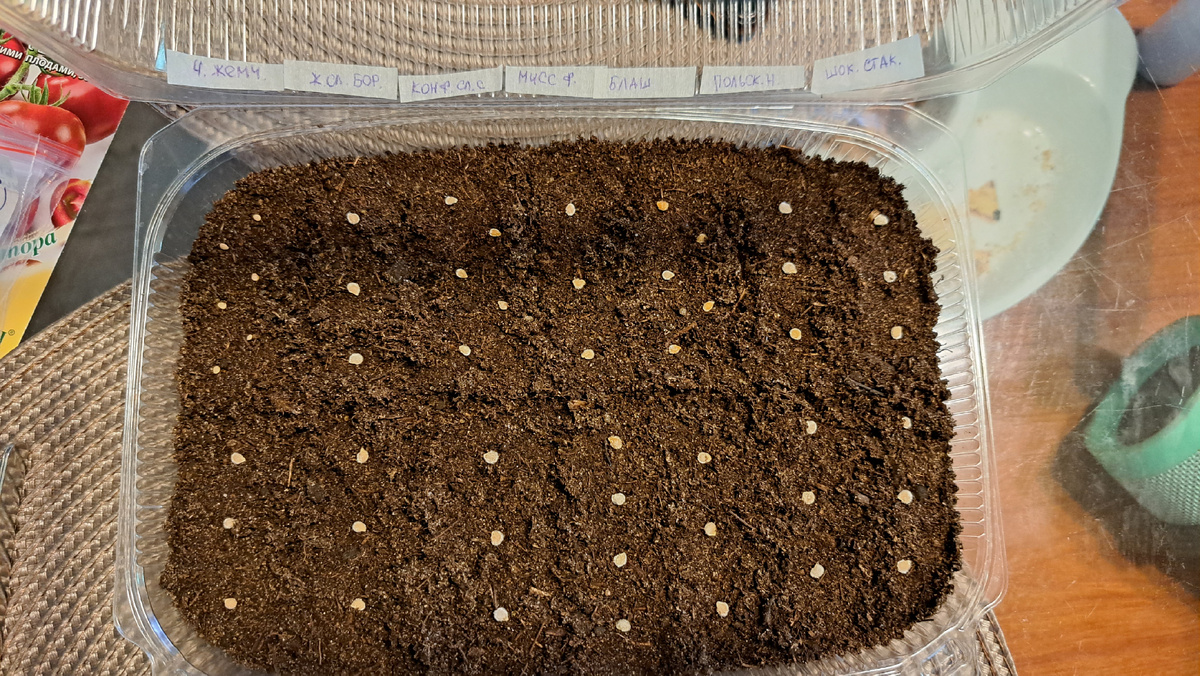 Семена томата посеяны в общую ёмкость